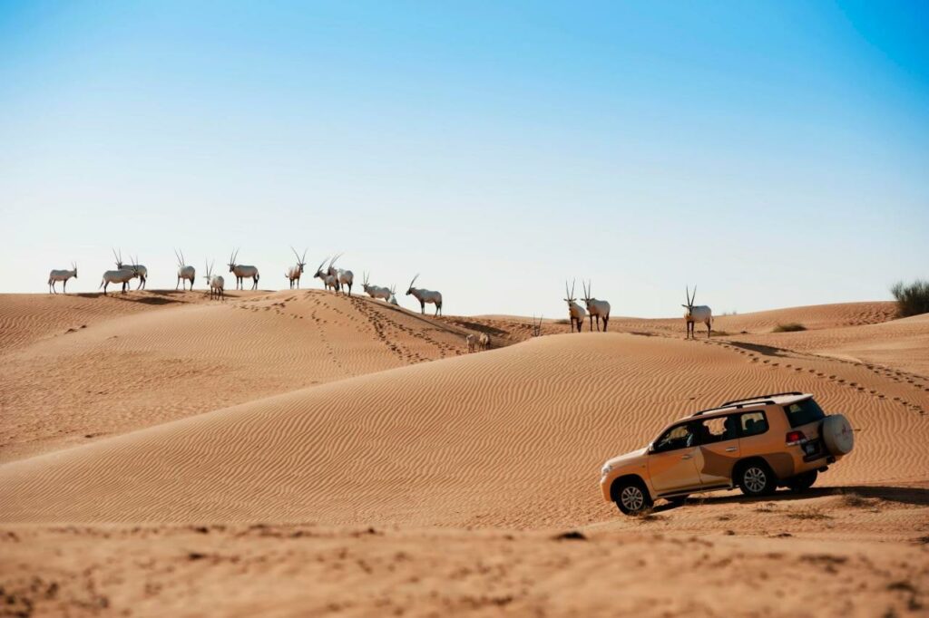 محمية دبي الصحراوية 
